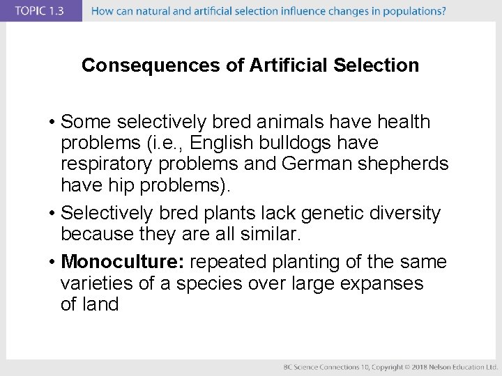 Consequences of Artificial Selection • Some selectively bred animals have health problems (i. e.