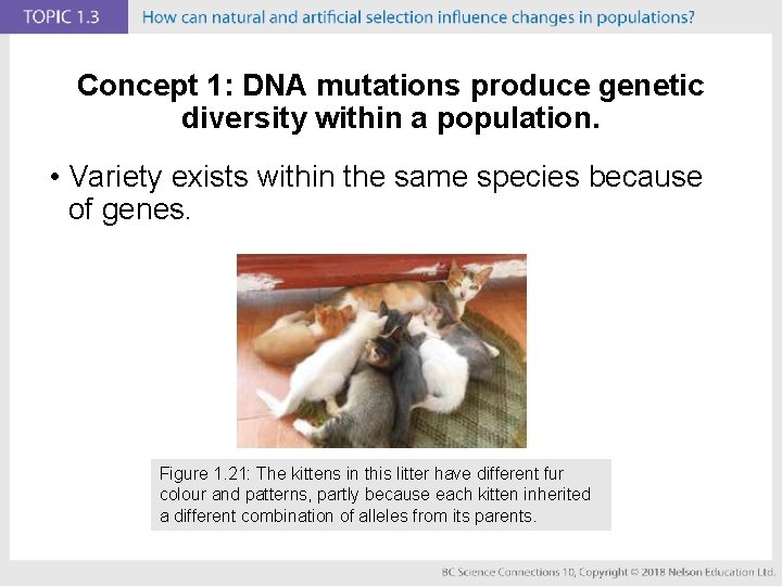 Concept 1: DNA mutations produce genetic diversity within a population. • Variety exists within