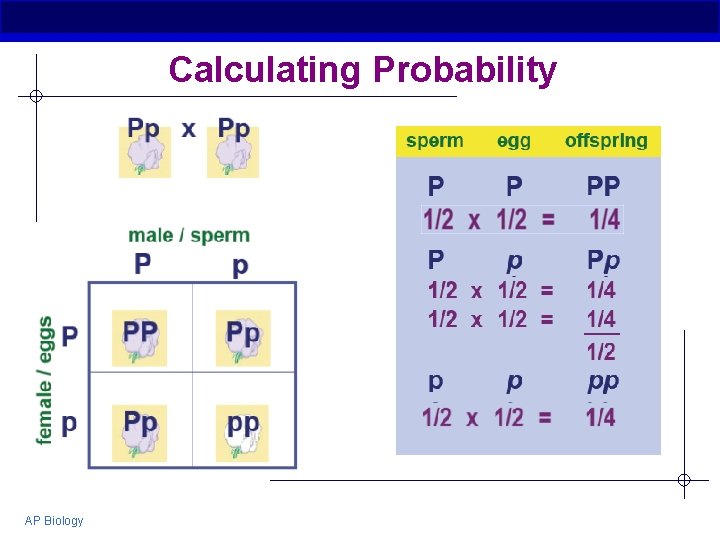 Calculating Probability AP Biology 