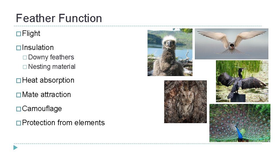 Feather Function � Flight � Insulation � Downy feathers � Nesting material � Heat Feather Function � Flight � Insulation � Downy feathers � Nesting material � Heat