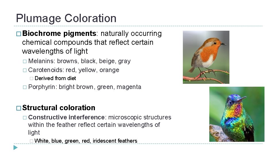 Plumage Coloration � Biochrome pigments: naturally occurring chemical compounds that reflect certain wavelengths of Plumage Coloration � Biochrome pigments: naturally occurring chemical compounds that reflect certain wavelengths of