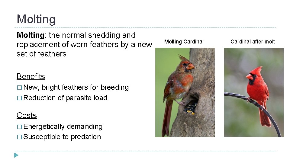 Molting: the normal shedding and replacement of worn feathers by a new set of Molting: the normal shedding and replacement of worn feathers by a new set of