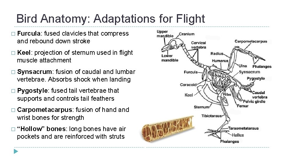 Bird Anatomy: Adaptations for Flight � Furcula: fused clavicles that compress and rebound down Bird Anatomy: Adaptations for Flight � Furcula: fused clavicles that compress and rebound down