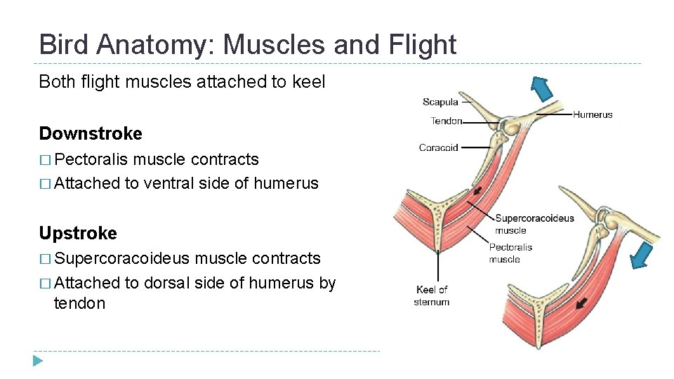 Bird Anatomy: Muscles and Flight Both flight muscles attached to keel Downstroke � Pectoralis Bird Anatomy: Muscles and Flight Both flight muscles attached to keel Downstroke � Pectoralis