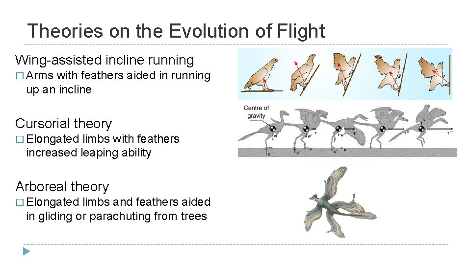Theories on the Evolution of Flight Wing-assisted incline running � Arms with feathers aided Theories on the Evolution of Flight Wing-assisted incline running � Arms with feathers aided