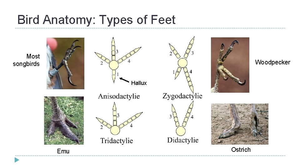 Bird Anatomy: Types of Feet Most songbirds Woodpecker Hallux Emu Ostrich  Bird Anatomy: Types of Feet Most songbirds Woodpecker Hallux Emu Ostrich