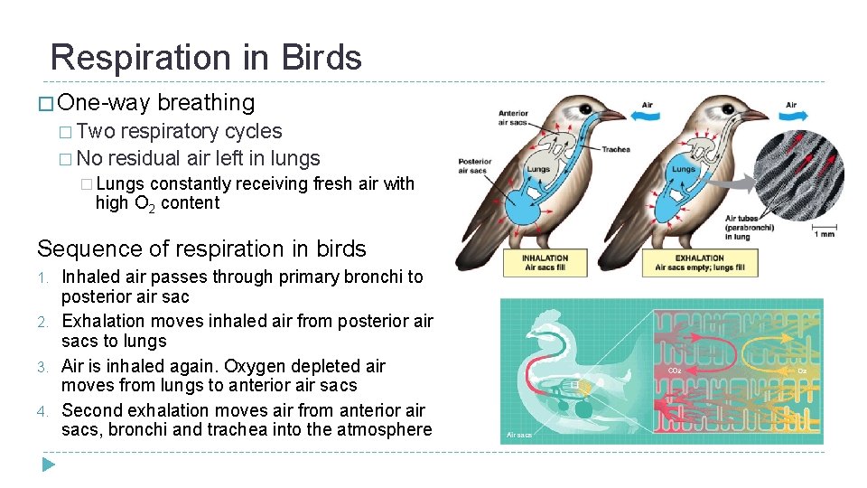 Respiration in Birds � One-way breathing � Two respiratory cycles � No residual air Respiration in Birds � One-way breathing � Two respiratory cycles � No residual air