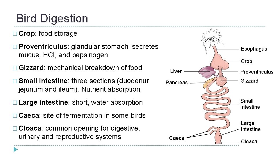Bird Digestion � Crop: food storage � Proventriculus: glandular stomach, secretes mucus, HCl, and Bird Digestion � Crop: food storage � Proventriculus: glandular stomach, secretes mucus, HCl, and