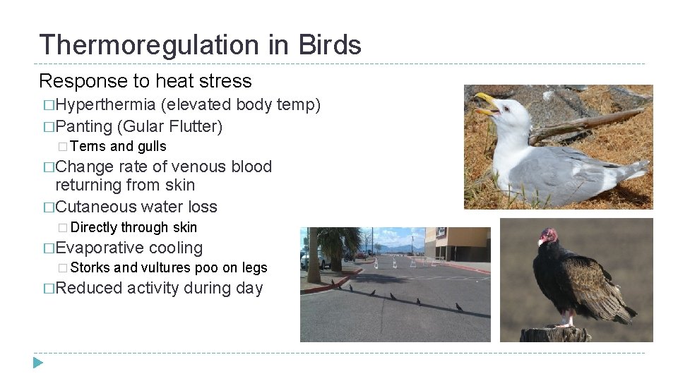 Thermoregulation in Birds Response to heat stress �Hyperthermia (elevated body temp) �Panting (Gular Flutter) Thermoregulation in Birds Response to heat stress �Hyperthermia (elevated body temp) �Panting (Gular Flutter)