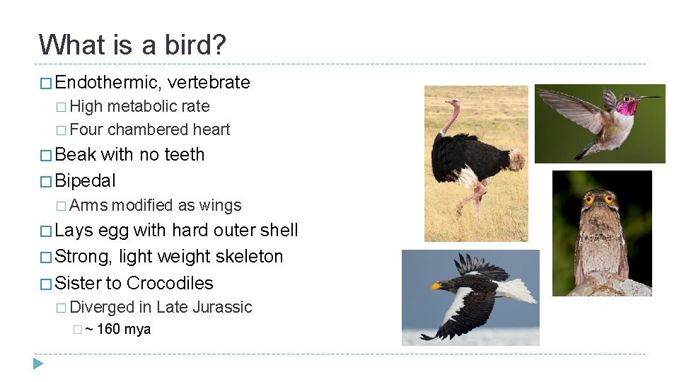 What is a bird? � Endothermic, vertebrate � High metabolic rate � Four chambered What is a bird? � Endothermic, vertebrate � High metabolic rate � Four chambered