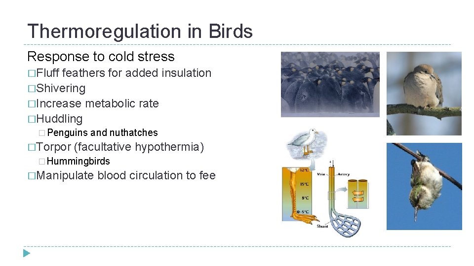 Thermoregulation in Birds Response to cold stress �Fluff feathers for added insulation �Shivering �Increase Thermoregulation in Birds Response to cold stress �Fluff feathers for added insulation �Shivering �Increase