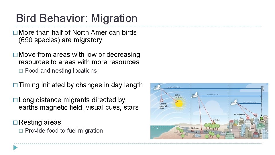 Bird Behavior: Migration � More than half of North American birds (650 species) are Bird Behavior: Migration � More than half of North American birds (650 species) are