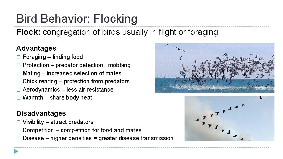 Bird Behavior: Flocking Flock: congregation of birds usually in flight or foraging Advantages Foraging Bird Behavior: Flocking Flock: congregation of birds usually in flight or foraging Advantages Foraging