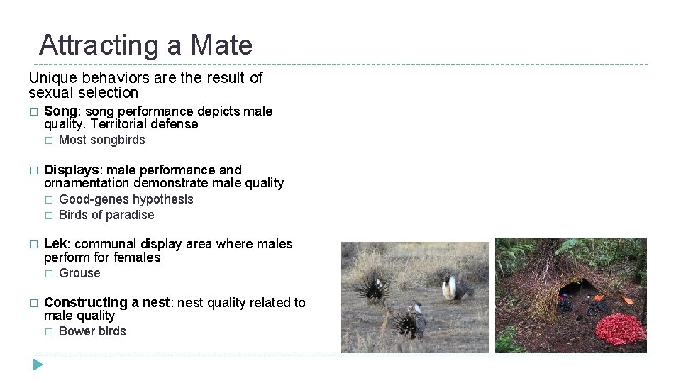 Attracting a Mate Unique behaviors are the result of sexual selection � Song: song Attracting a Mate Unique behaviors are the result of sexual selection � Song: song