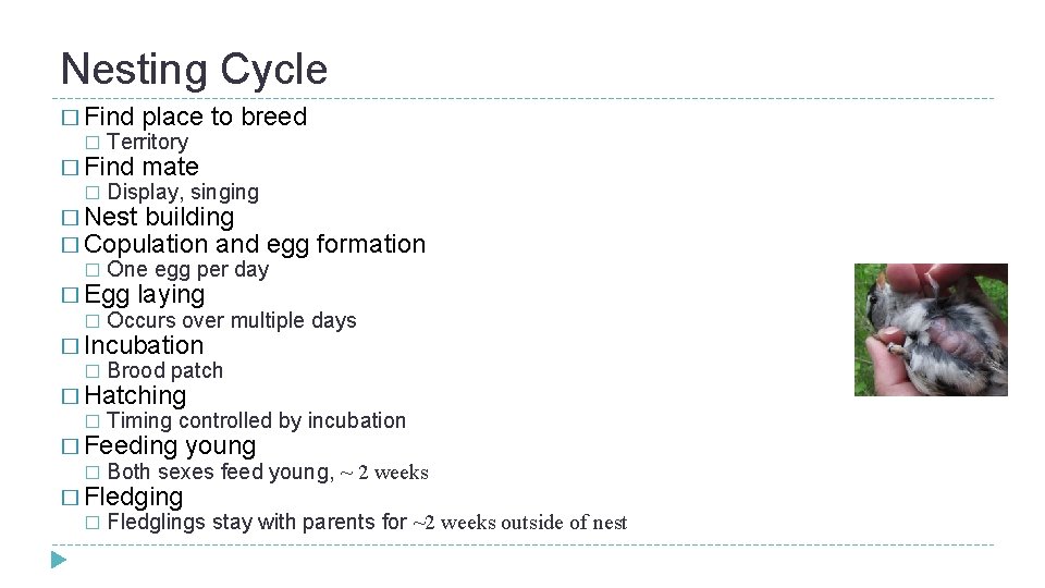 Nesting Cycle � Find � Territory � Find � place to breed mate Display, Nesting Cycle � Find � Territory � Find � place to breed mate Display,
