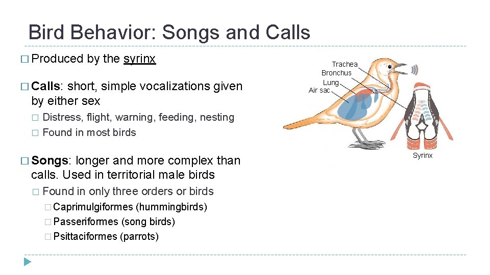 Bird Behavior: Songs and Calls � Produced by the syrinx � Calls: short, simple Bird Behavior: Songs and Calls � Produced by the syrinx � Calls: short, simple
