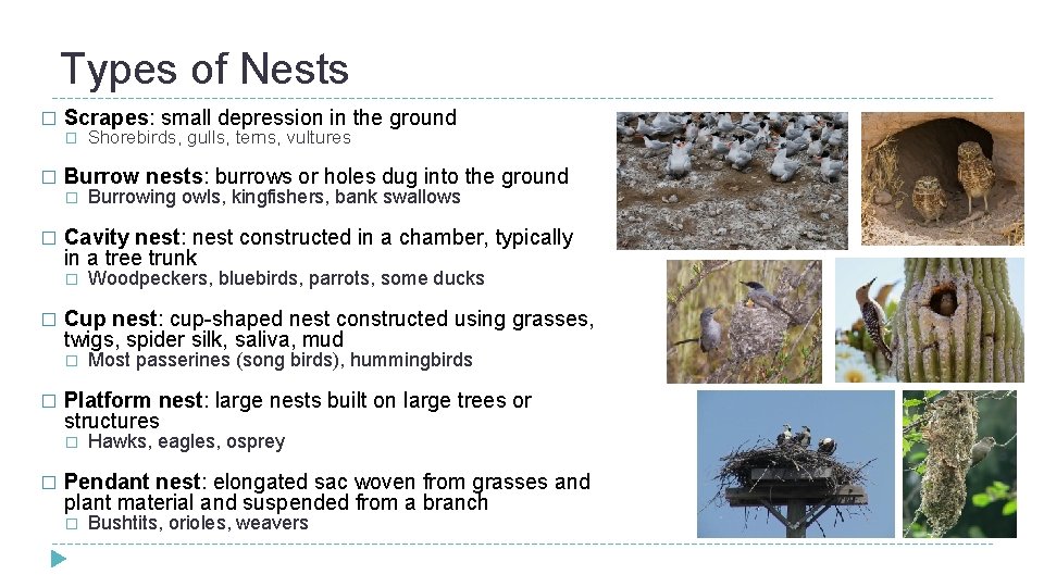 Types of Nests � Scrapes: small depression in the ground � � Burrow nests: Types of Nests � Scrapes: small depression in the ground � � Burrow nests: