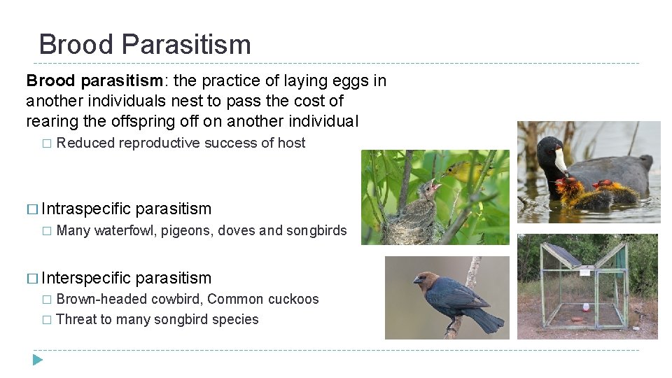 Brood Parasitism Brood parasitism: the practice of laying eggs in another individuals nest to Brood Parasitism Brood parasitism: the practice of laying eggs in another individuals nest to