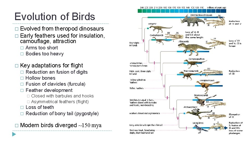 Evolution of Birds � Evolved from theropod dinosaurs � Early feathers used for insulation, Evolution of Birds � Evolved from theropod dinosaurs � Early feathers used for insulation,