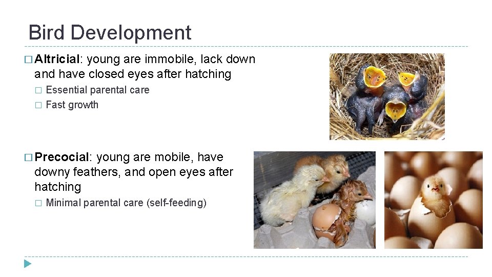 Bird Development � Altricial: young are immobile, lack down and have closed eyes after Bird Development � Altricial: young are immobile, lack down and have closed eyes after