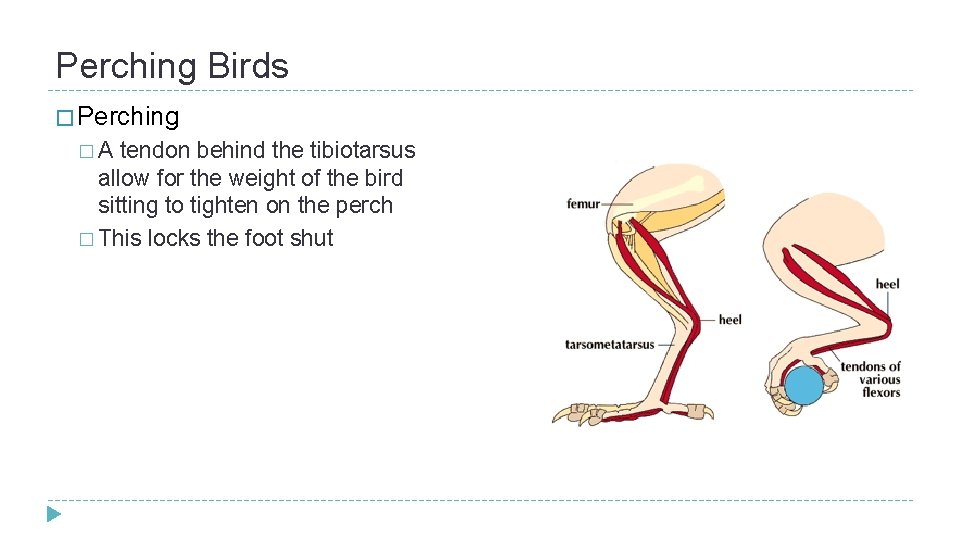 Perching Birds � Perching �A tendon behind the tibiotarsus allow for the weight of Perching Birds � Perching �A tendon behind the tibiotarsus allow for the weight of