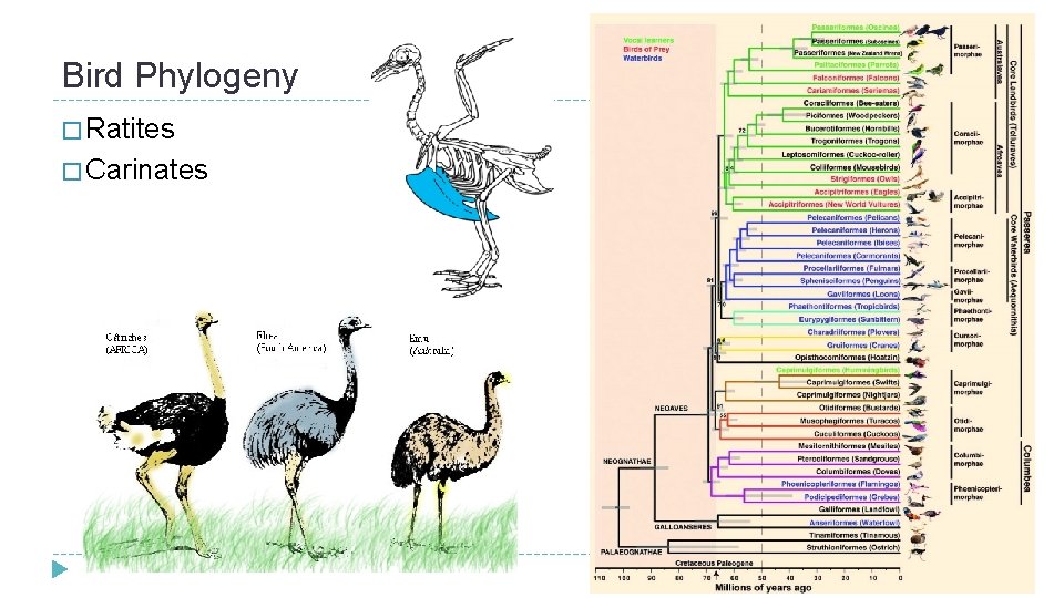 Bird Phylogeny � Ratites � Carinates  Bird Phylogeny � Ratites � Carinates