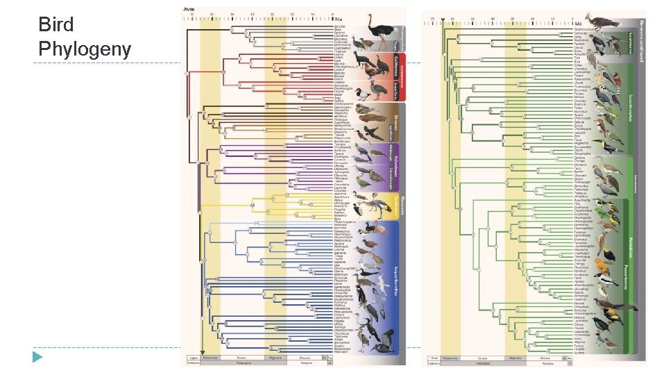 Bird Phylogeny  Bird Phylogeny