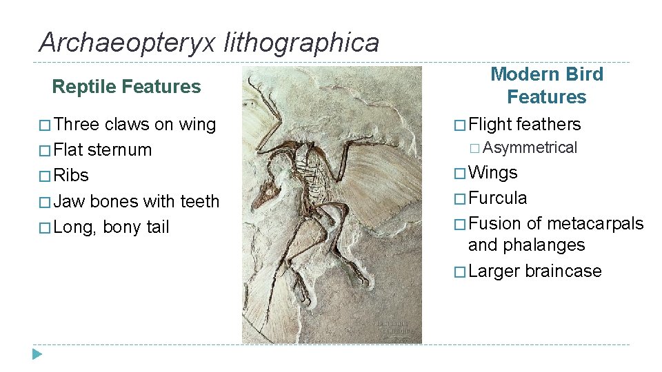 Archaeopteryx lithographica Reptile Features � Three claws on wing � Flat sternum � Ribs Archaeopteryx lithographica Reptile Features � Three claws on wing � Flat sternum � Ribs