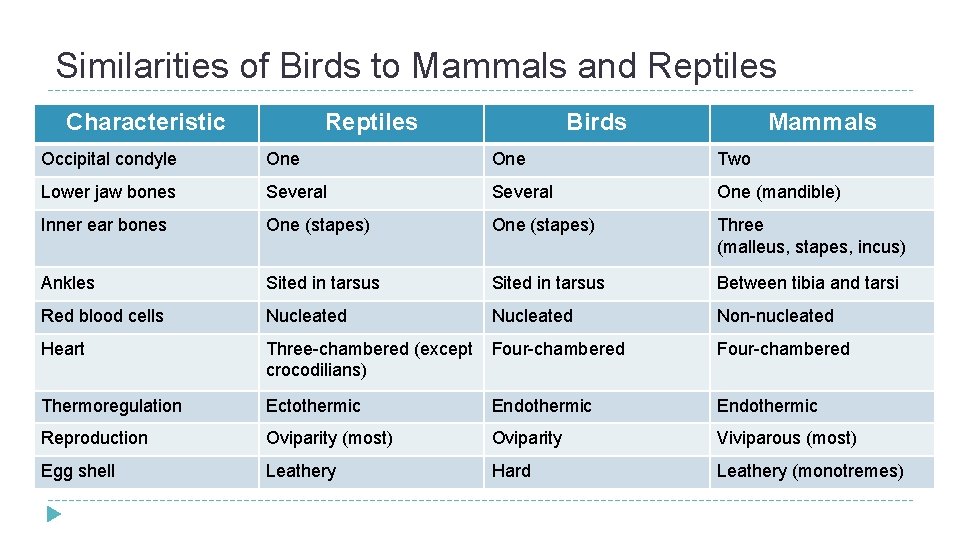 Similarities of Birds to Mammals and Reptiles Characteristic Reptiles Birds Mammals Occipital condyle One Similarities of Birds to Mammals and Reptiles Characteristic Reptiles Birds Mammals Occipital condyle One