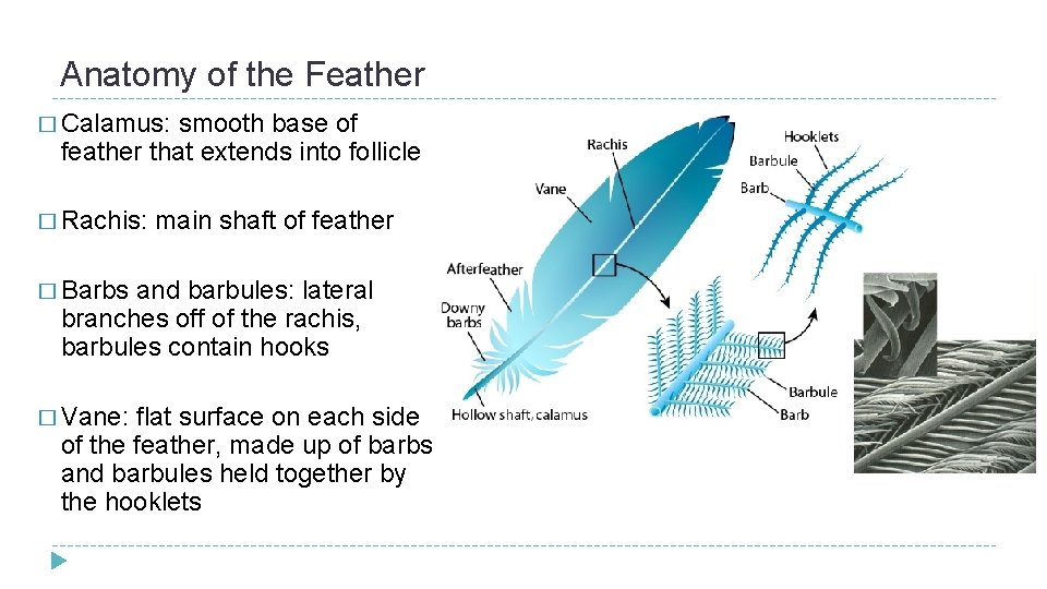 Anatomy of the Feather � Calamus: smooth base of feather that extends into follicle Anatomy of the Feather � Calamus: smooth base of feather that extends into follicle