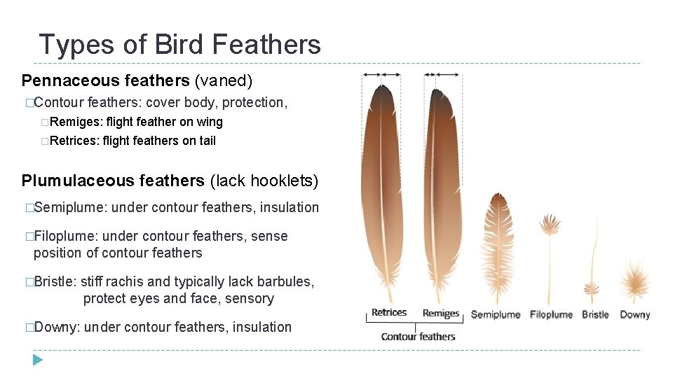 Types of Bird Feathers Pennaceous feathers (vaned) �Contour feathers: cover body, protection, �Remiges: flight Types of Bird Feathers Pennaceous feathers (vaned) �Contour feathers: cover body, protection, �Remiges: flight