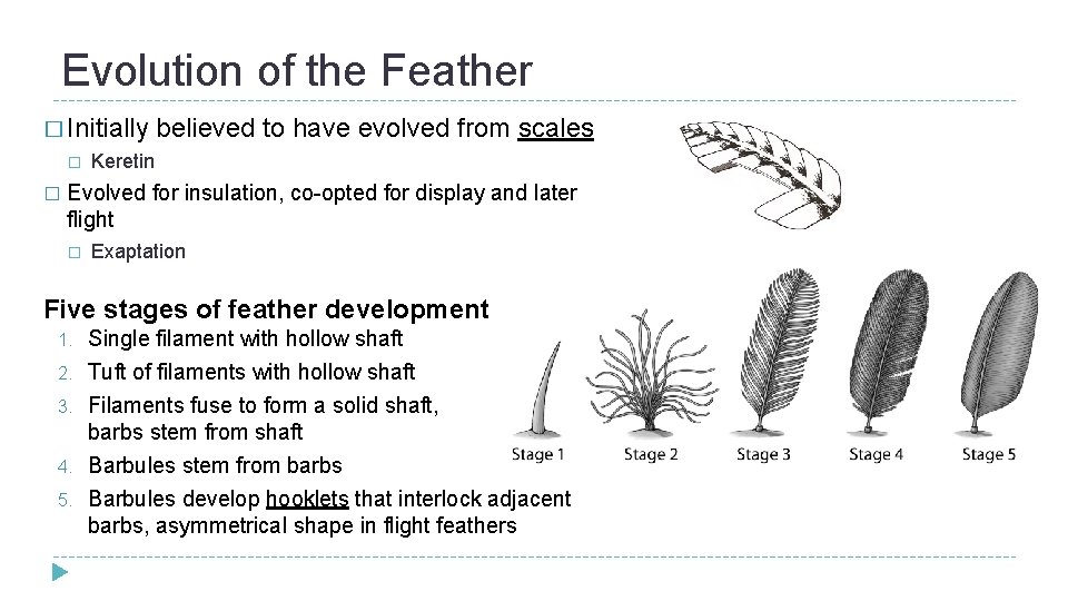 Evolution of the Feather � Initially believed � Keretin � to have evolved from Evolution of the Feather � Initially believed � Keretin � to have evolved from