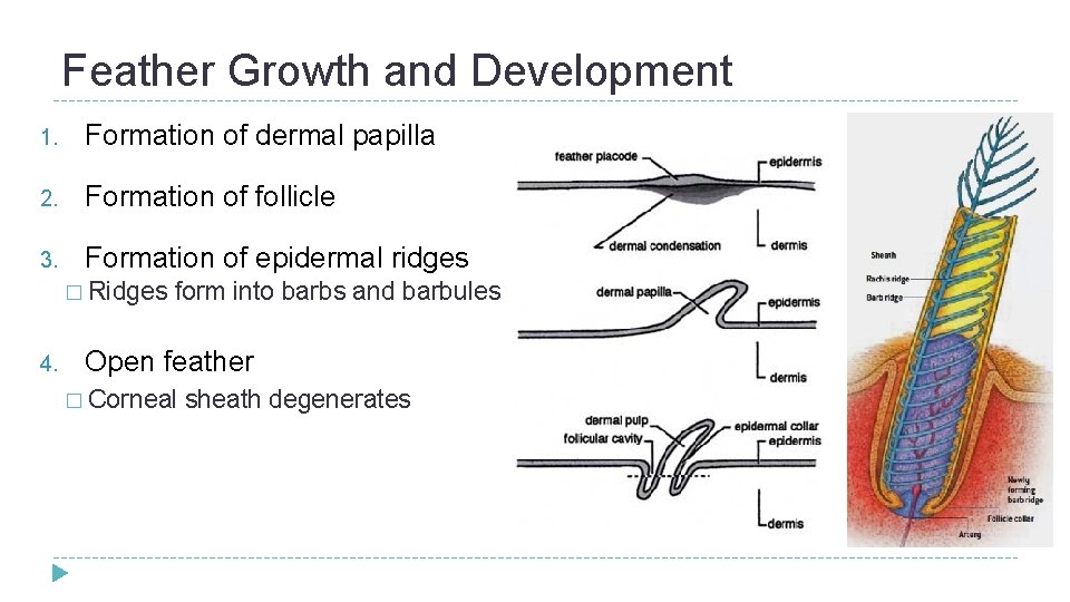 Feather Growth and Development 1. Formation of dermal papilla 2. Formation of follicle 3. Feather Growth and Development 1. Formation of dermal papilla 2. Formation of follicle 3.