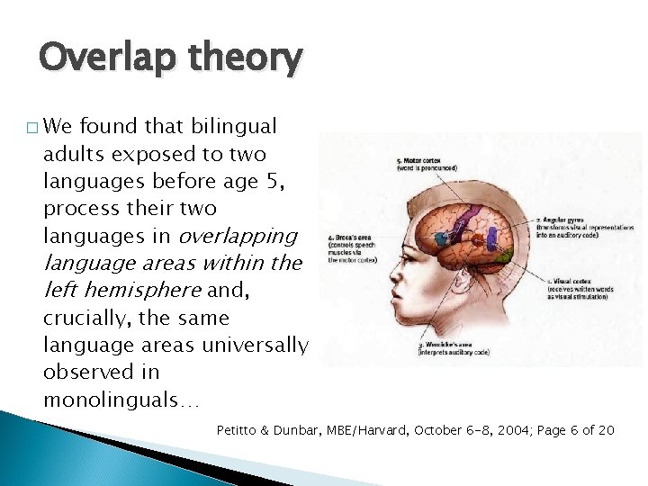 Overlap theory � We found that bilingual adults exposed to two languages before age Overlap theory � We found that bilingual adults exposed to two languages before age