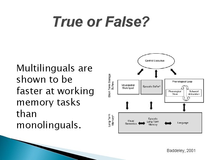 True or False? Multilinguals are shown to be faster at working memory tasks than