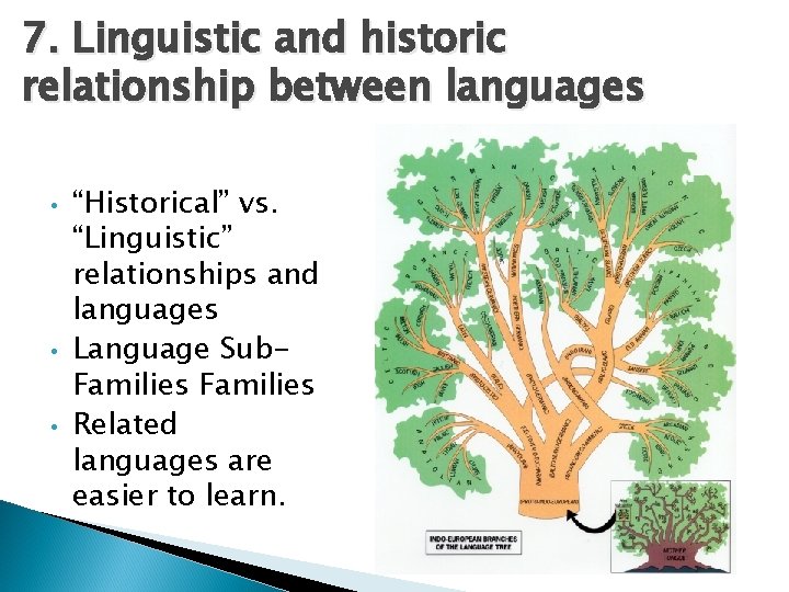 7. Linguistic and historic relationship between languages • • • “Historical” vs. “Linguistic” relationships