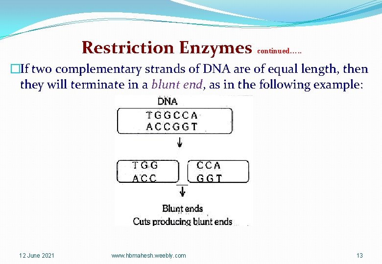 Restriction Enzymes continued…. . �If two complementary strands of DNA are of equal length,