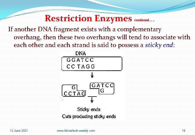 Restriction Enzymes continued…. . If another DNA fragment exists with a complementary overhang, then