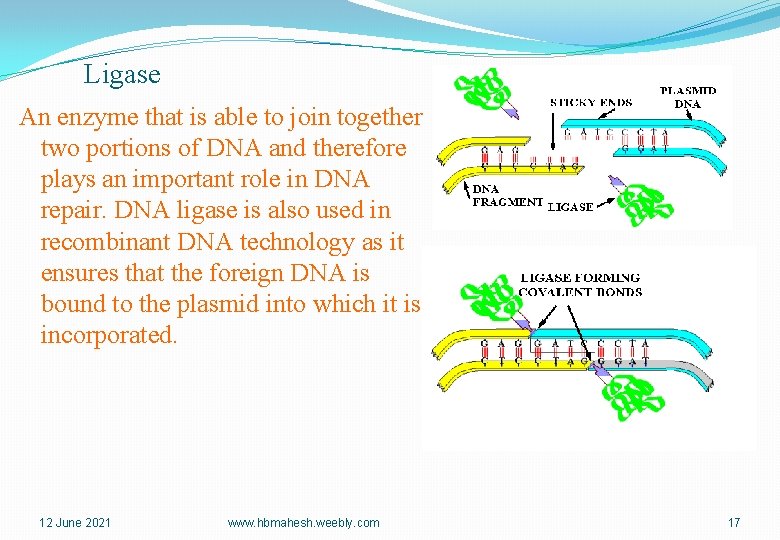 Ligase An enzyme that is able to join together two portions of DNA and
