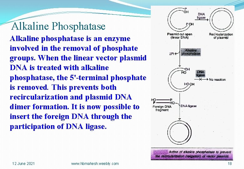 Alkaline Phosphatase Alkaline phosphatase is an enzyme involved in the removal of phosphate groups.