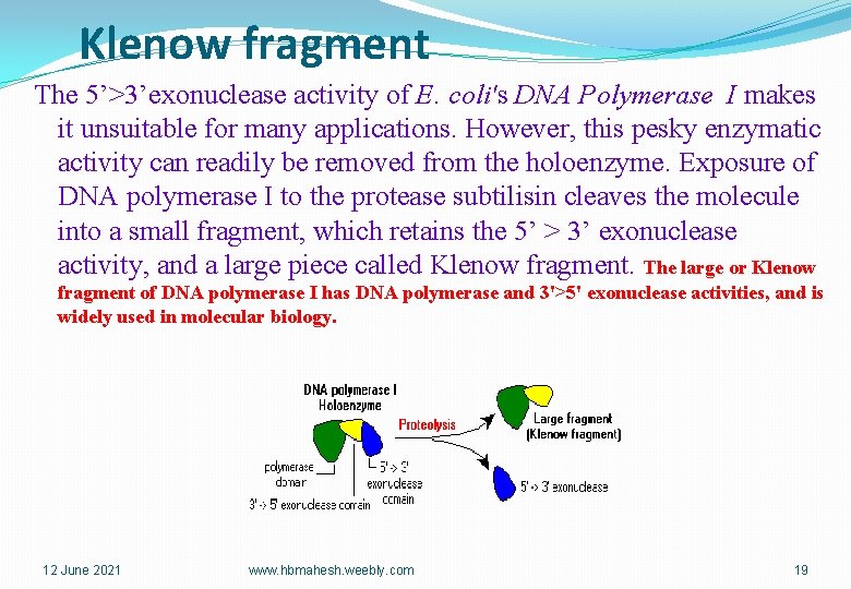 Klenow fragment The 5’>3’exonuclease activity of E. coli's DNA Polymerase I makes it unsuitable