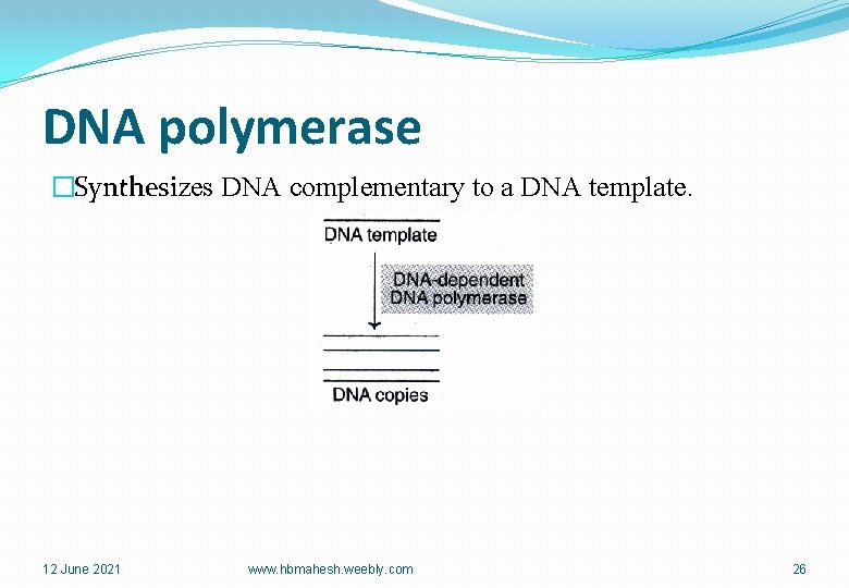 DNA polymerase �Synthesizes DNA complementary to a DNA template. 12 June 2021 www. hbmahesh.