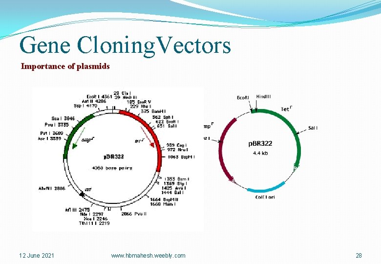 Gene Cloning. Vectors Importance of plasmids 12 June 2021 www. hbmahesh. weebly. com 28