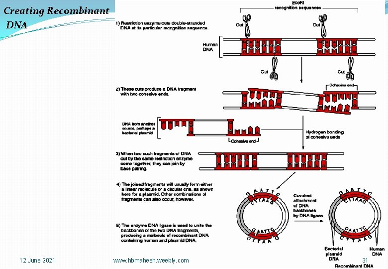 Creating Recombinant DNA 12 June 2021 www. hbmahesh. weebly. com 31 