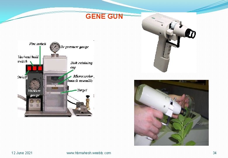 GENE GUN 12 June 2021 www. hbmahesh. weebly. com 34 