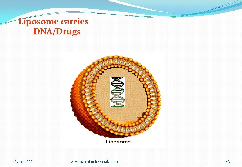 Liposome carries DNA/Drugs 12 June 2021 www. hbmahesh. weebly. com 43 