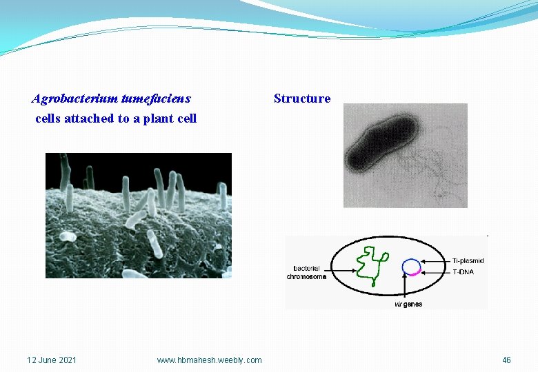 Agrobacterium tumefaciens cells attached to a plant cell 12 June 2021 www. hbmahesh. weebly.