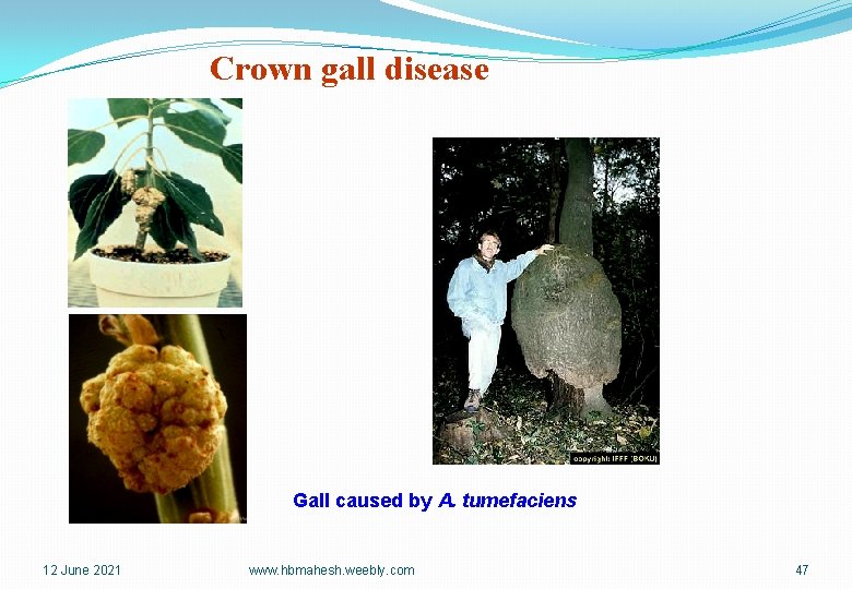 Crown gall disease Gall caused by A. tumefaciens 12 June 2021 www. hbmahesh. weebly.