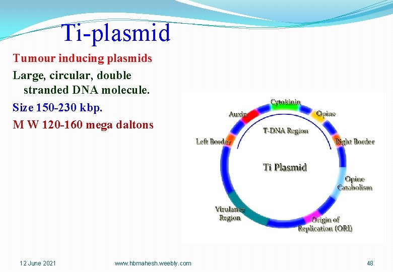 Ti-plasmid Tumour inducing plasmids Large, circular, double stranded DNA molecule. Size 150 -230 kbp.