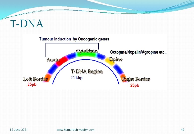 T-DNA 12 June 2021 www. hbmahesh. weebly. com 49 